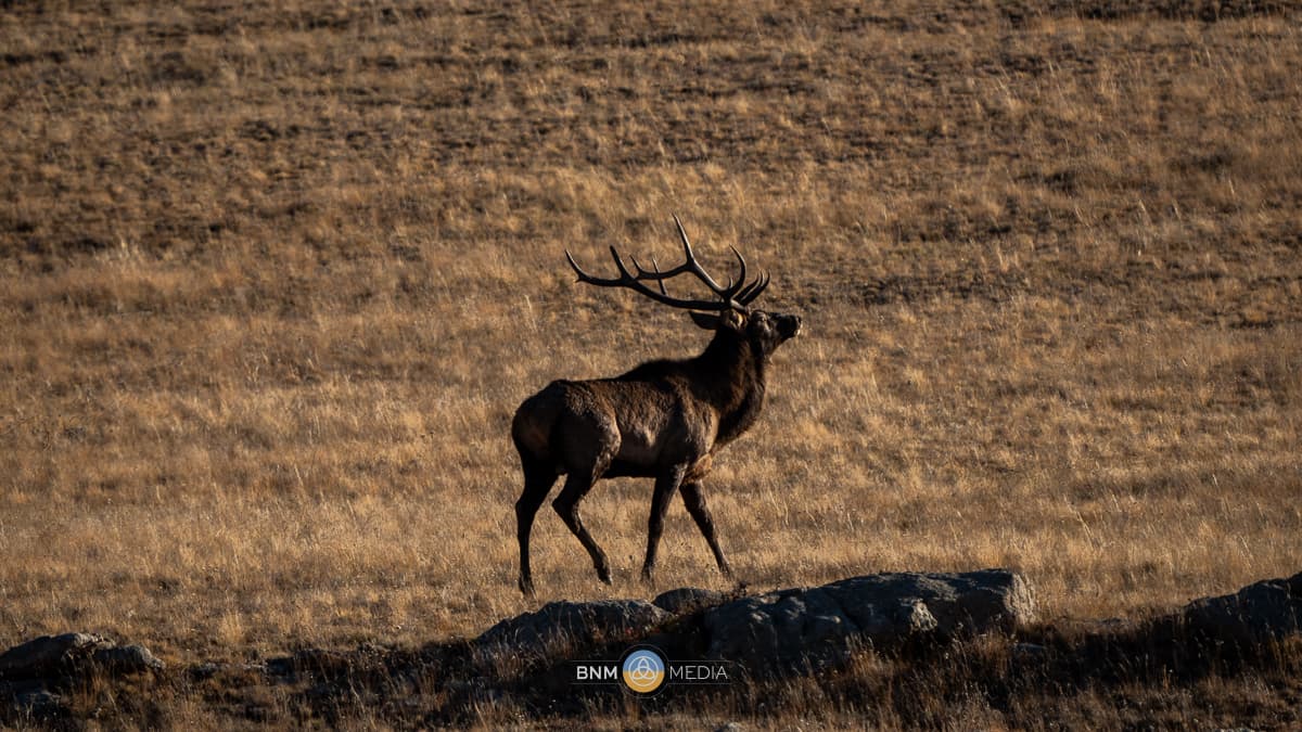 Khustai National Park - 1