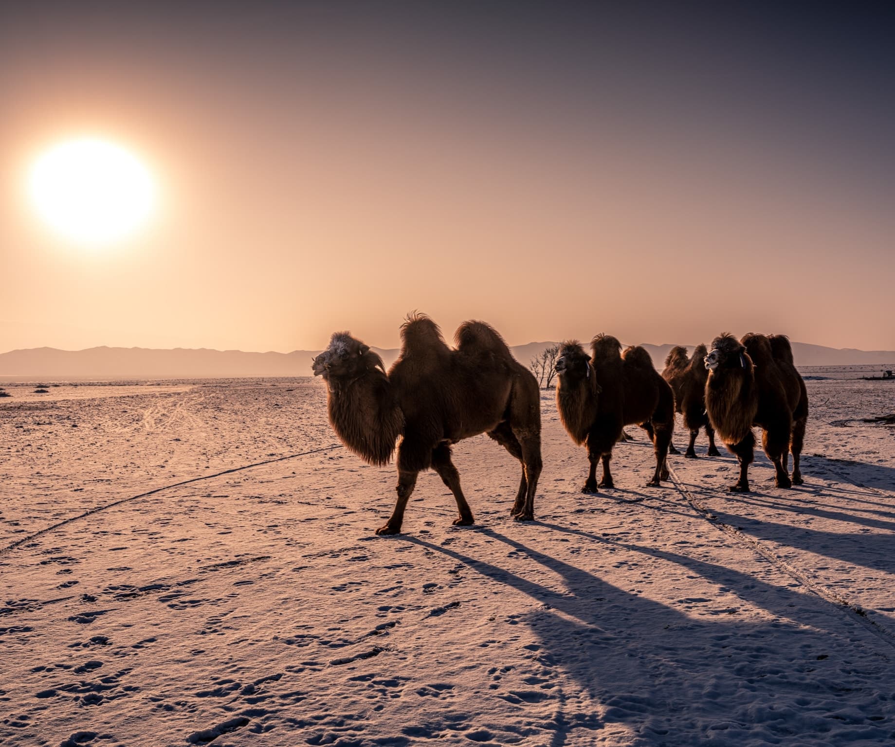 Gobi Desert Landscape